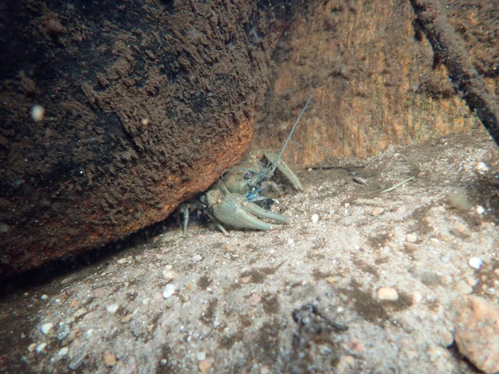 Flodkräfta under vatten gömd bakom sten